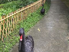 -乌村
