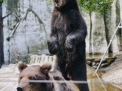 -灵玲国际马戏城