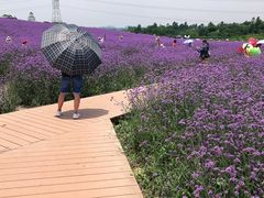 -紫颐香薰山谷景区