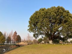 -西山漾湿地公园