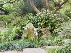-十八棵（老龙井）御茶园(老龙井店)