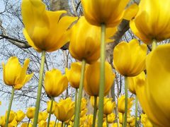 -田园肥牛鲍鱼先生(新北店)