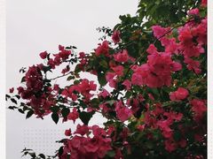 -云溪植物园
