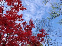 -东湖磨山景区