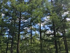 -塞罕坝国家级自然保护区