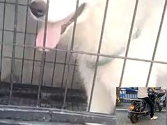 -翊宠yipet猫狗购宠庄园犬舍•猫舍