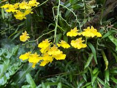 -深圳仙湖植物园