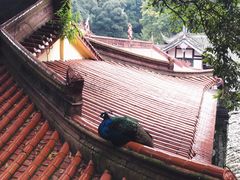 -都江堰普照寺