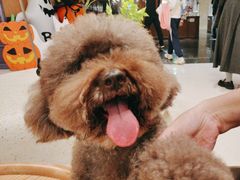 -帕帕拉兹宠物(亚洲旗舰店)