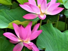 -野鸭湖国家湿地公园