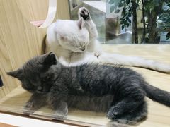 -屋虎猫馆(宝安大仟里店)