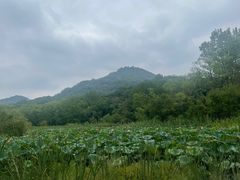 -西湖风景区-江洋畈生态公园