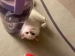 -喵百万·布偶·蓝金金渐层英短·猫舍(百子湾店)