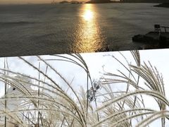 -枸杞岛