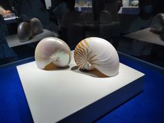 -贝壳王国博物馆