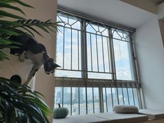-有喵·猫咖·狗咖·30几只猫10只小狗(岗厦店)