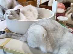 -藏猫猫咖啡主题馆(中央大道店)