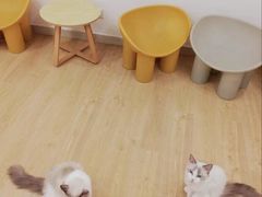 -有喵·猫咖·狗咖·30几只猫10只小狗(岗厦店)