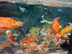 -上海海洋水族馆