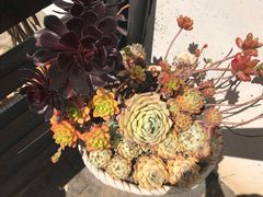 -浔岚云舍mist静谧观景美宿(丽江古城店)