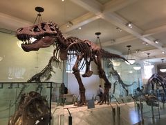 -美国自然历史博物馆