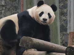 -都江堰中华大熊猫苑