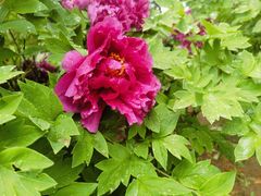 -石家庄市植物园