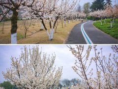 -国际非物质文化遗产博览园