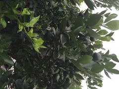 iphone_upload_pic-烟桥古村