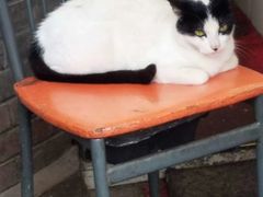 -梅记大块头爆鱼店(乍浦路店)