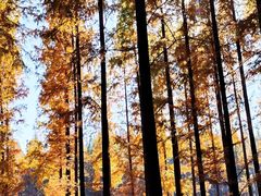 -黄海国家森林公园