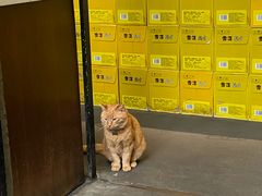 -肥仔文澳门猪骨煲(南京西路店)