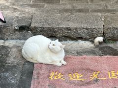 -港湾糖水