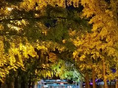 -三里屯东五街银杏大道