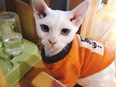-猫小院猫主题餐厅(南锣旗舰店)