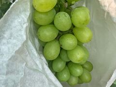 -马陆小张葡萄园农家乐