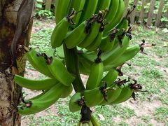 -蜈支洲岛珊瑚酒店临海阁中餐厅