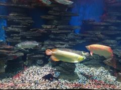 -多彩贵州城极地海洋世界