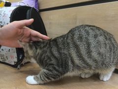 -瑞鹏宠物医院·宠保定点·心脏科·内科(御桥分院)