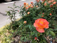 -杨高南路(地铁站)