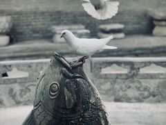 -西安大兴善寺