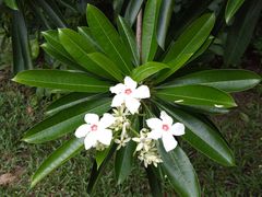 -华南国家植物园-售票处