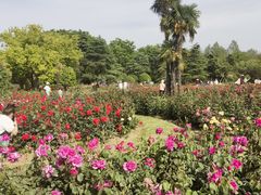 -上海滨江森林公园