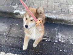 -艾贝尔宠物医院 ·内科全科(梁溪路店)