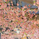 室内赏花🌸/春在枝头，桃花已盛💐