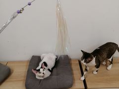 -有喵·猫咖·狗咖·30几只猫10只小狗(岗厦店)