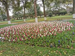 -上海鲜花港
