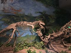 -自贡恐龙博物馆