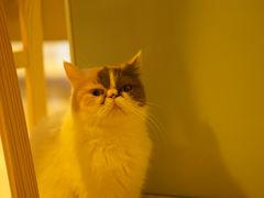 -平行世界·猫咖(首经贸店)