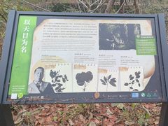 -天目山大树王景区